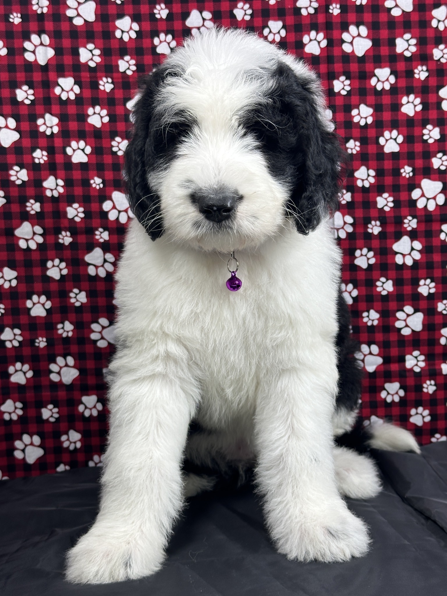 Wild West Sheepadoodles- Phoenix, Arizona | Phoenix AZ