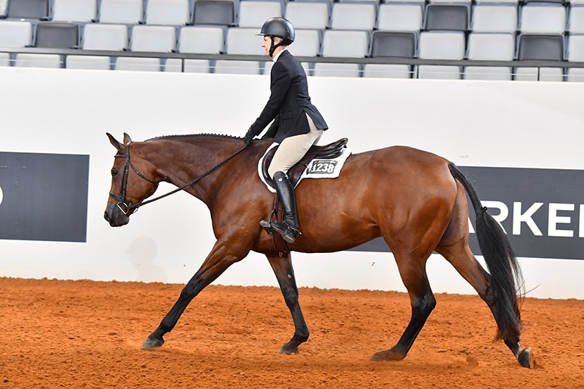 AQHA - Big news for English and hunter disciplines 🎉 The VS CODE RED ...