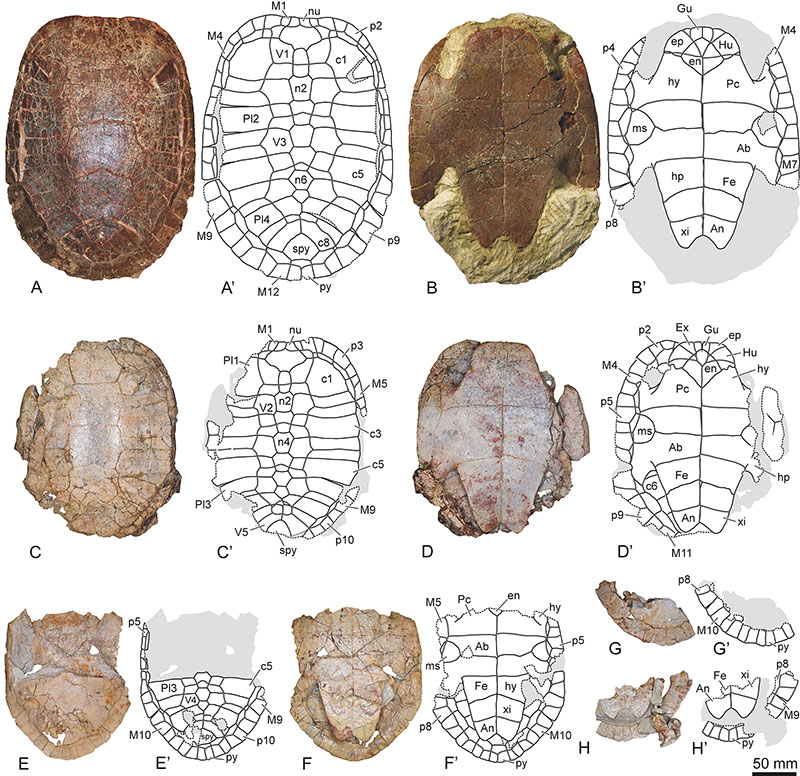 New #fossils of an #Eocene... - Palaeontologia Electronica | Facebook