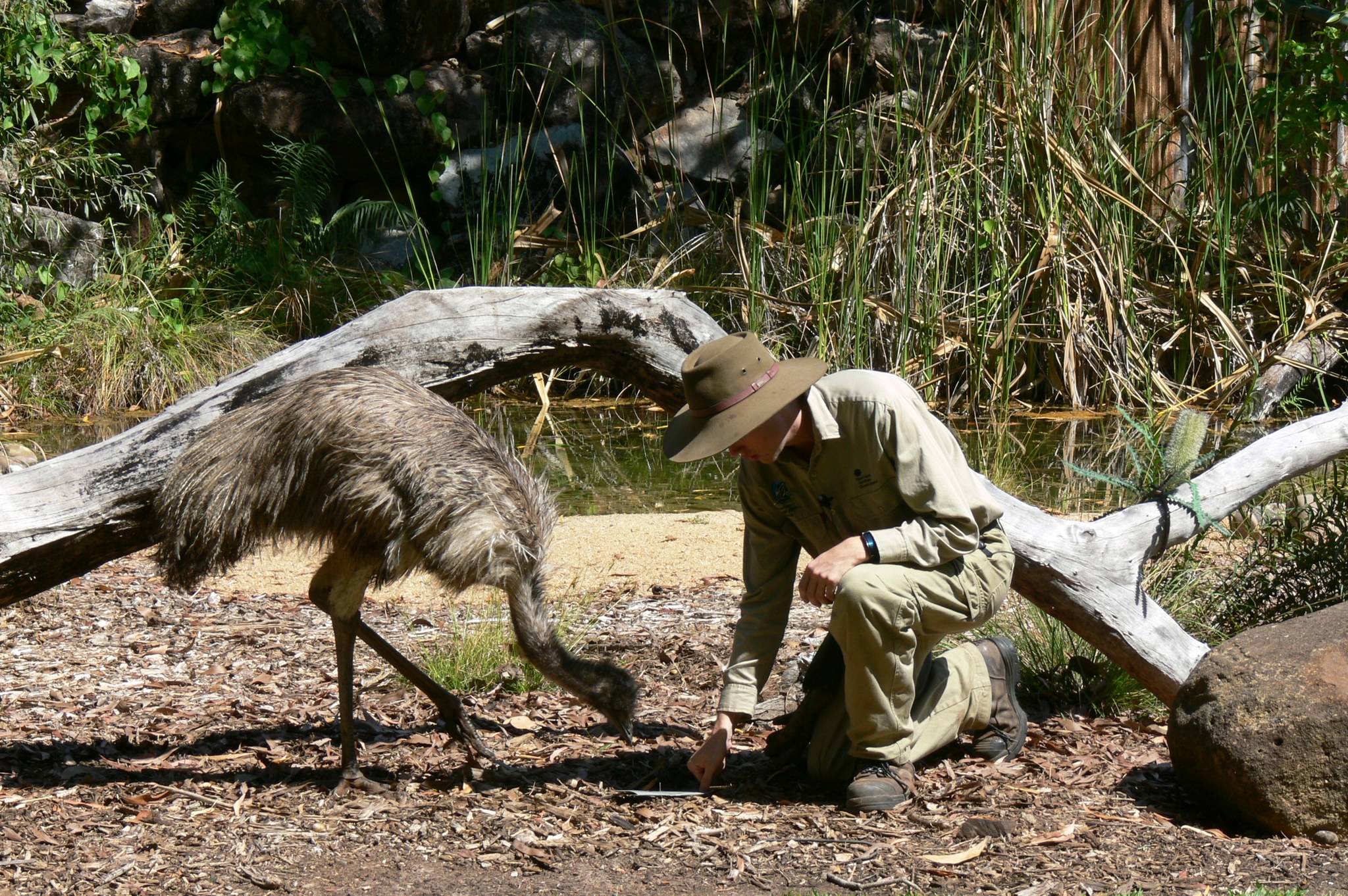 Territory - Happy 9th Birthday to our beloved emu Nook! 🥳 🎂 When we ...