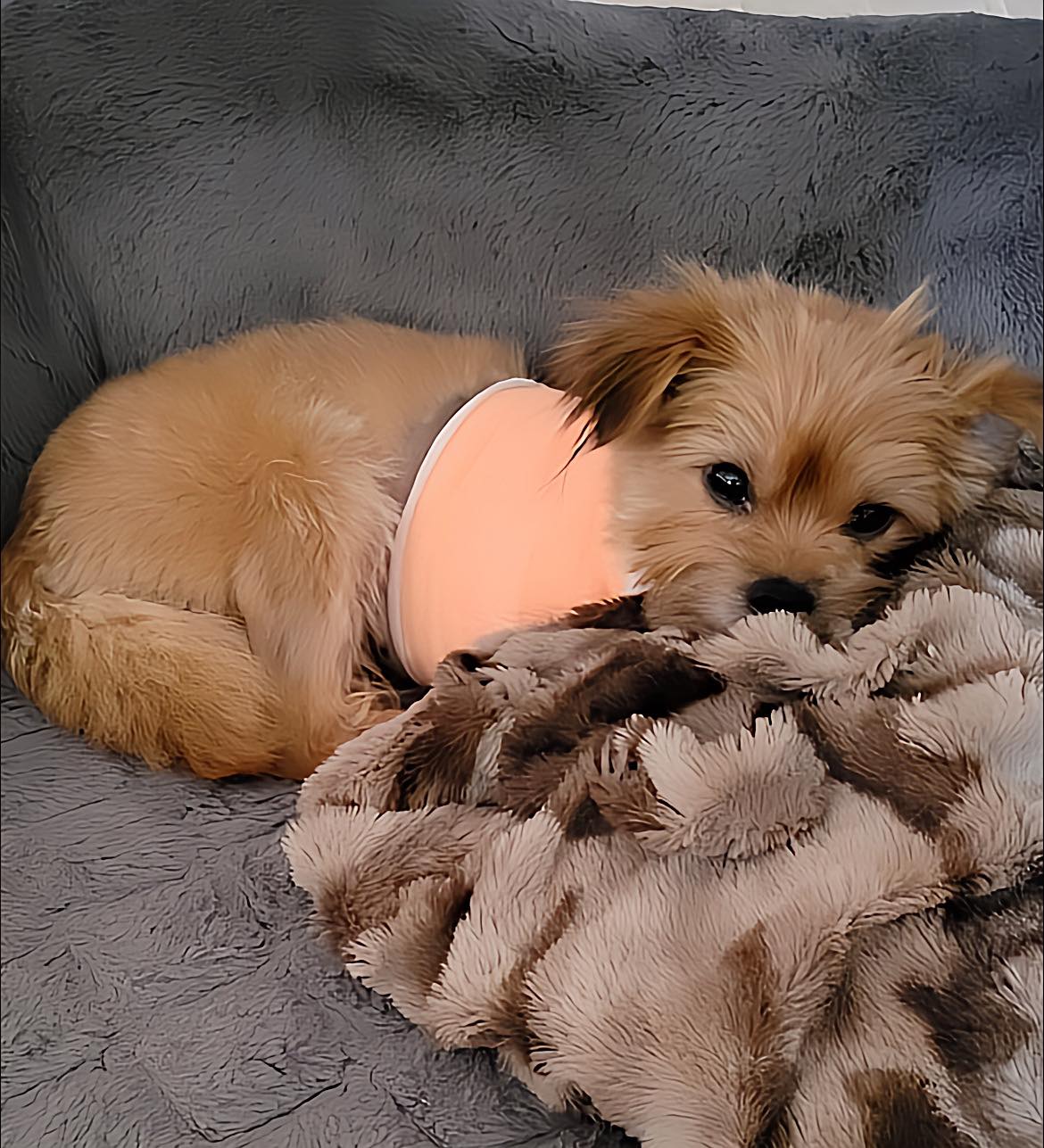 Project - ️ADOPTED ️ Hi all….its Chewy. I’m sorry I am late with my ...