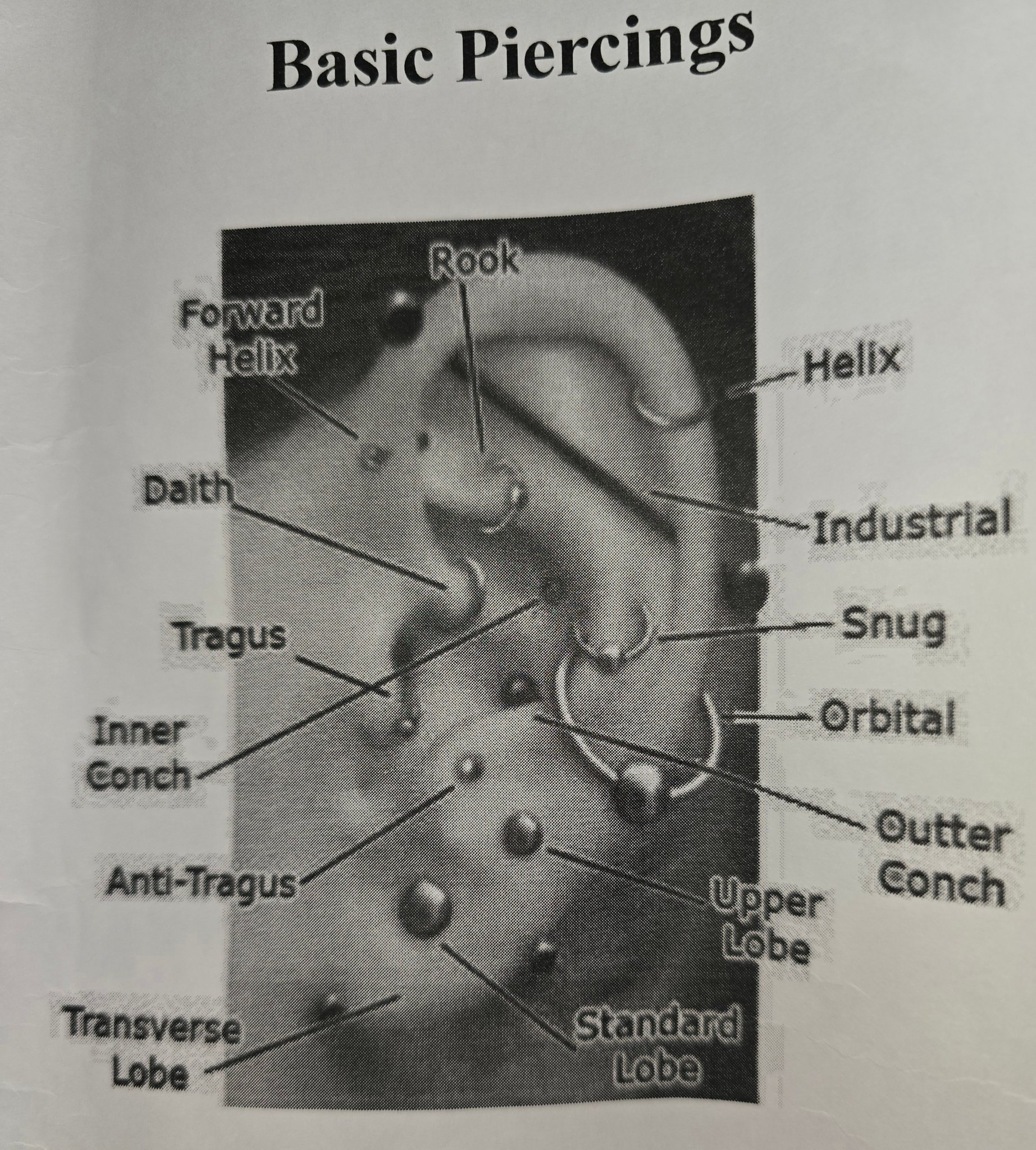Ear Diagram Labeled Piercing