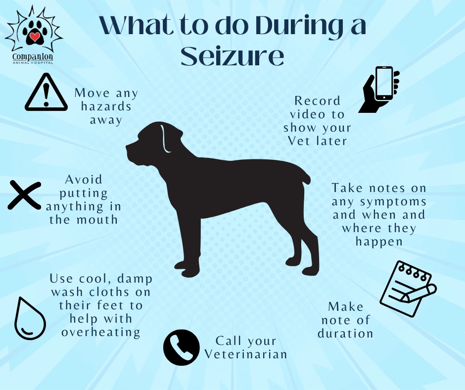 Why Do Dogs Have Fits: Understanding Causes & Solutions