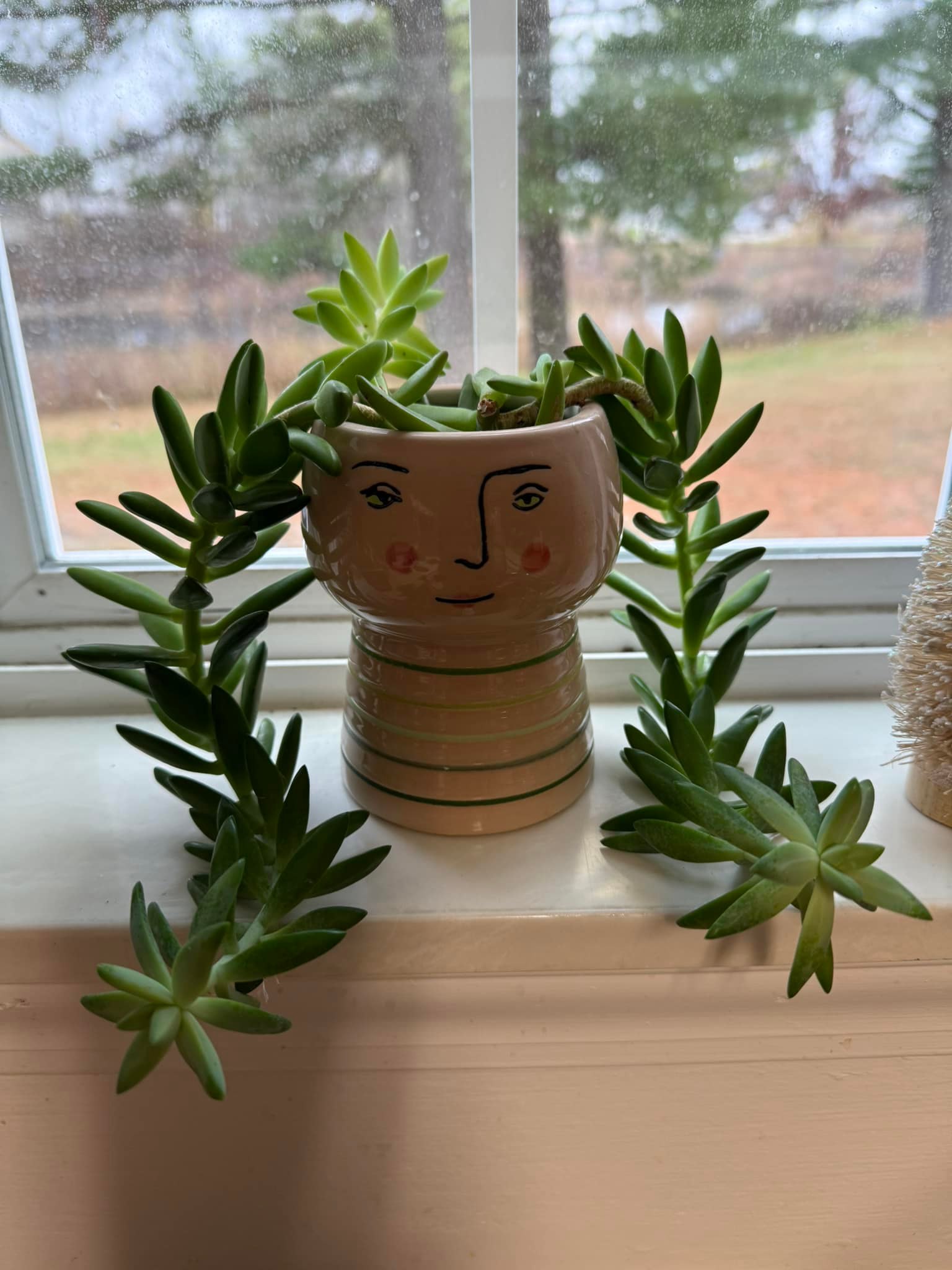 Can damaged succulent plants survive and thrive after mail order