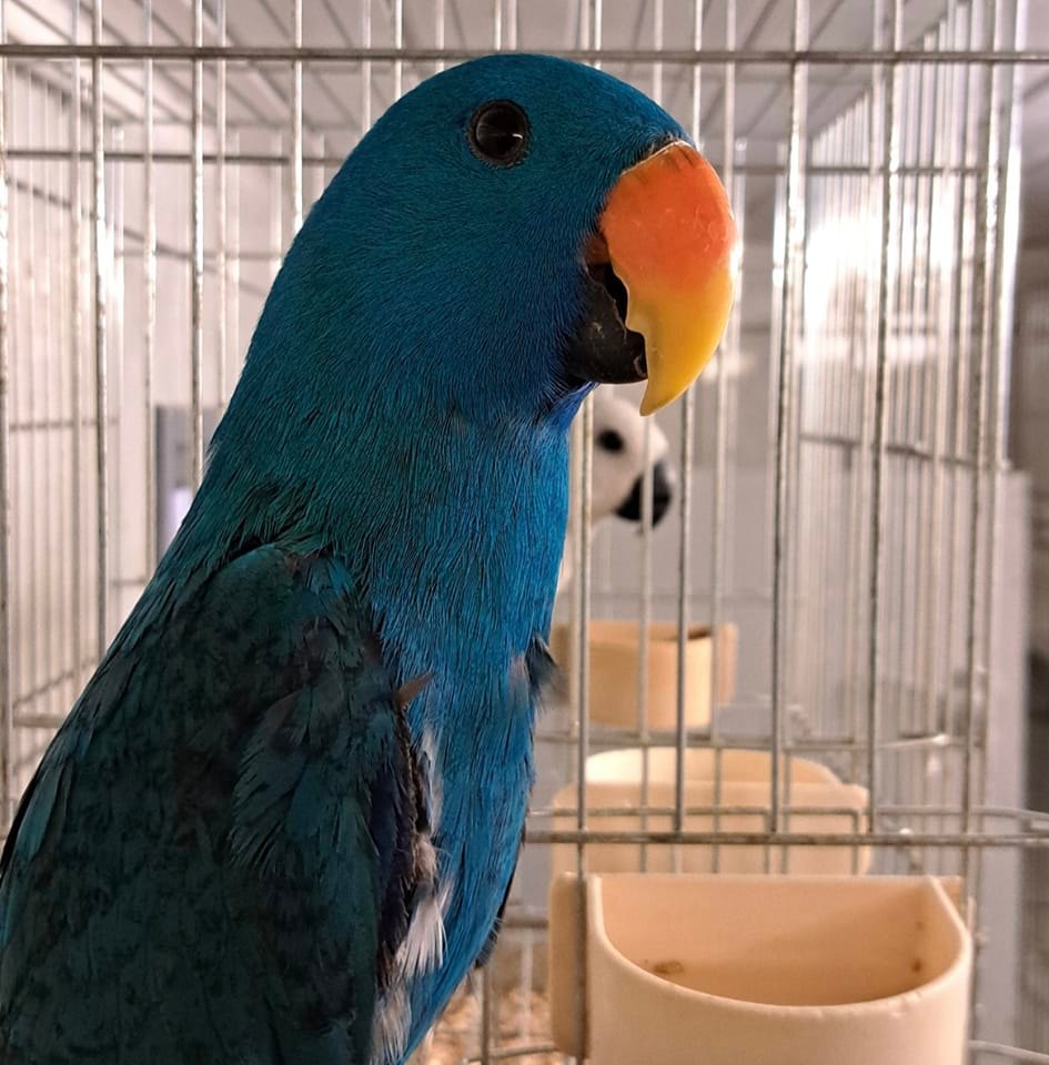 Our Macaws Busy With Some New Foliage They Are Loving Photo Inspiration