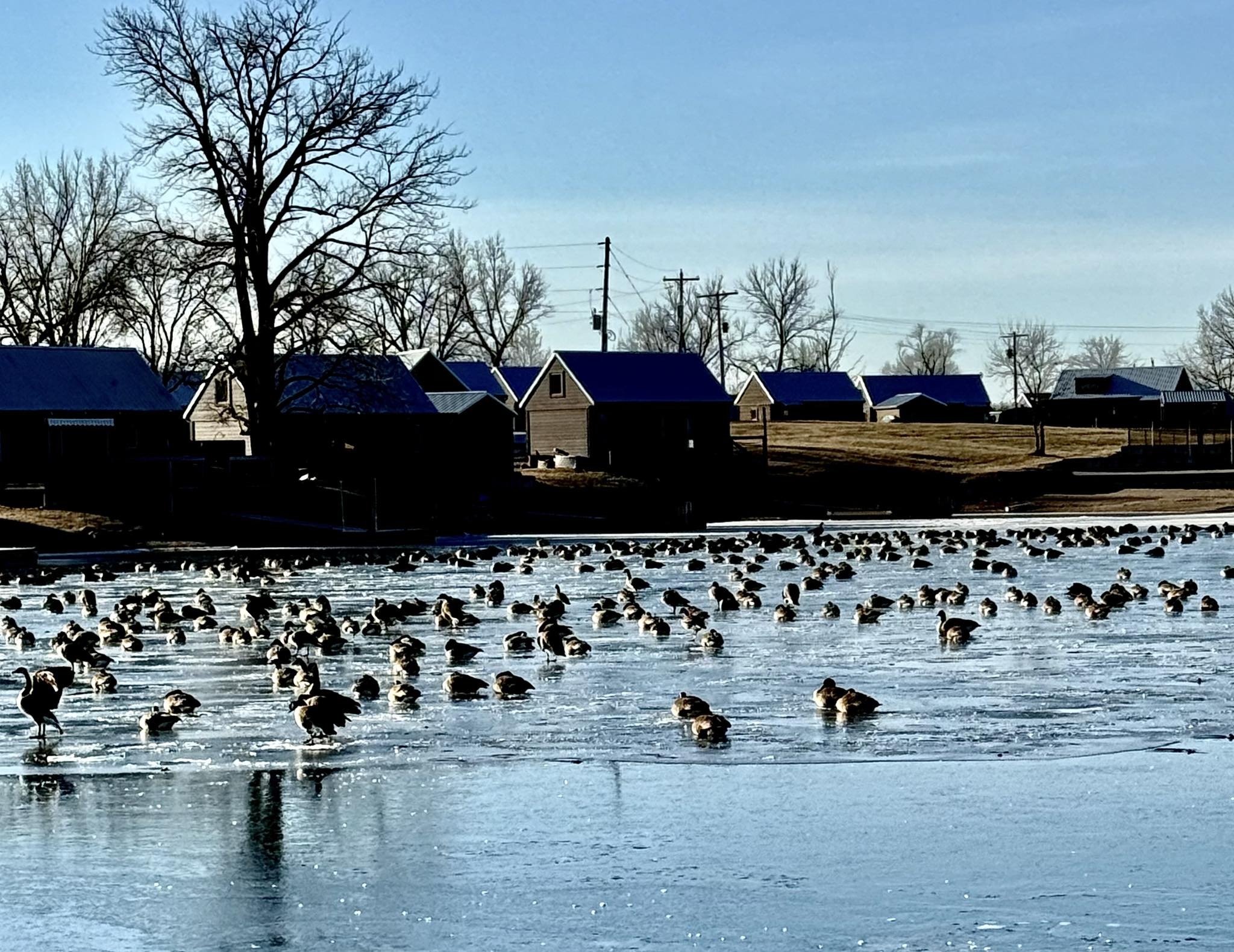 Giant Goose Ranch | Canton IL