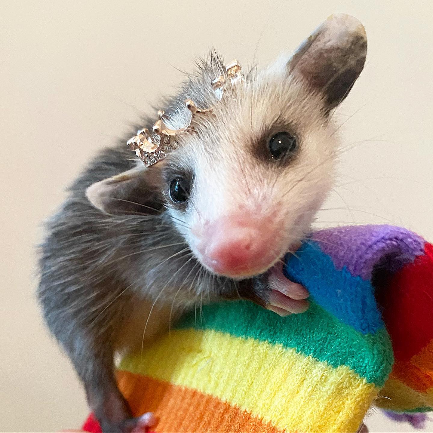 Hear Ye Hear Ye A Joyful Pride To Sesame The Opossum Facebook