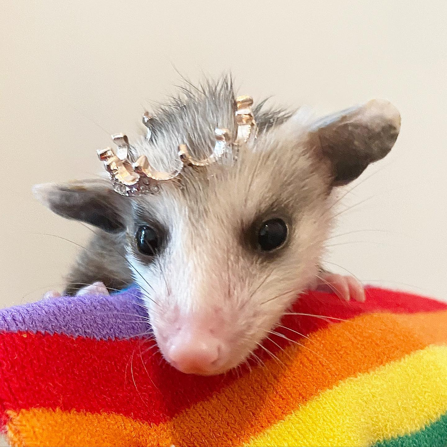 Hear Ye Hear Ye A Joyful Pride To Sesame The Opossum Facebook