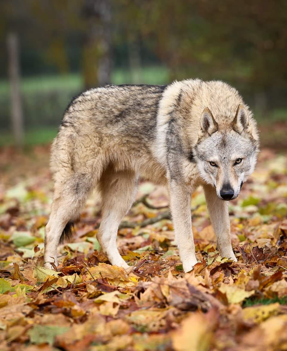 Č... - Československý vlčiak FCI - Czechoslovakian Wolfdog FCI