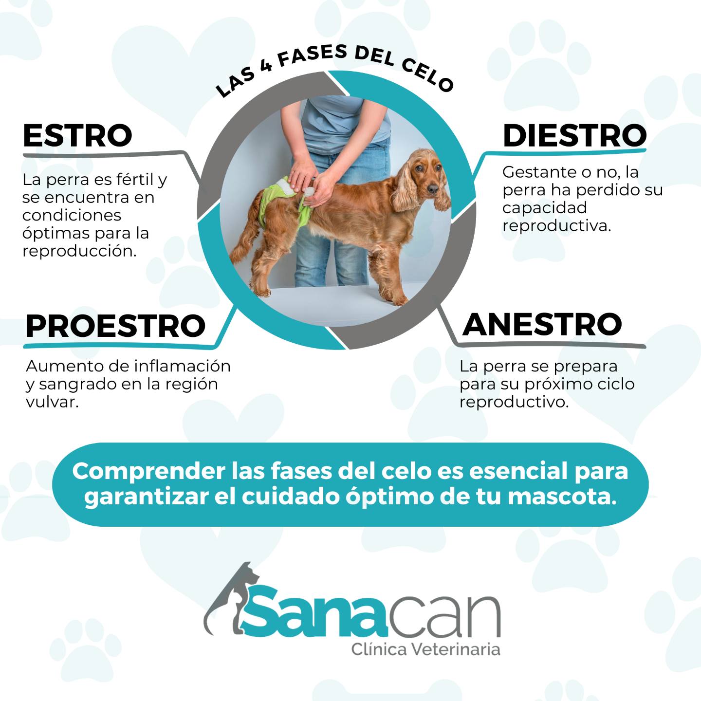 Sanacan - 🐾 ¡Conoce más sobre las fases de celo en nuestras queridas ...