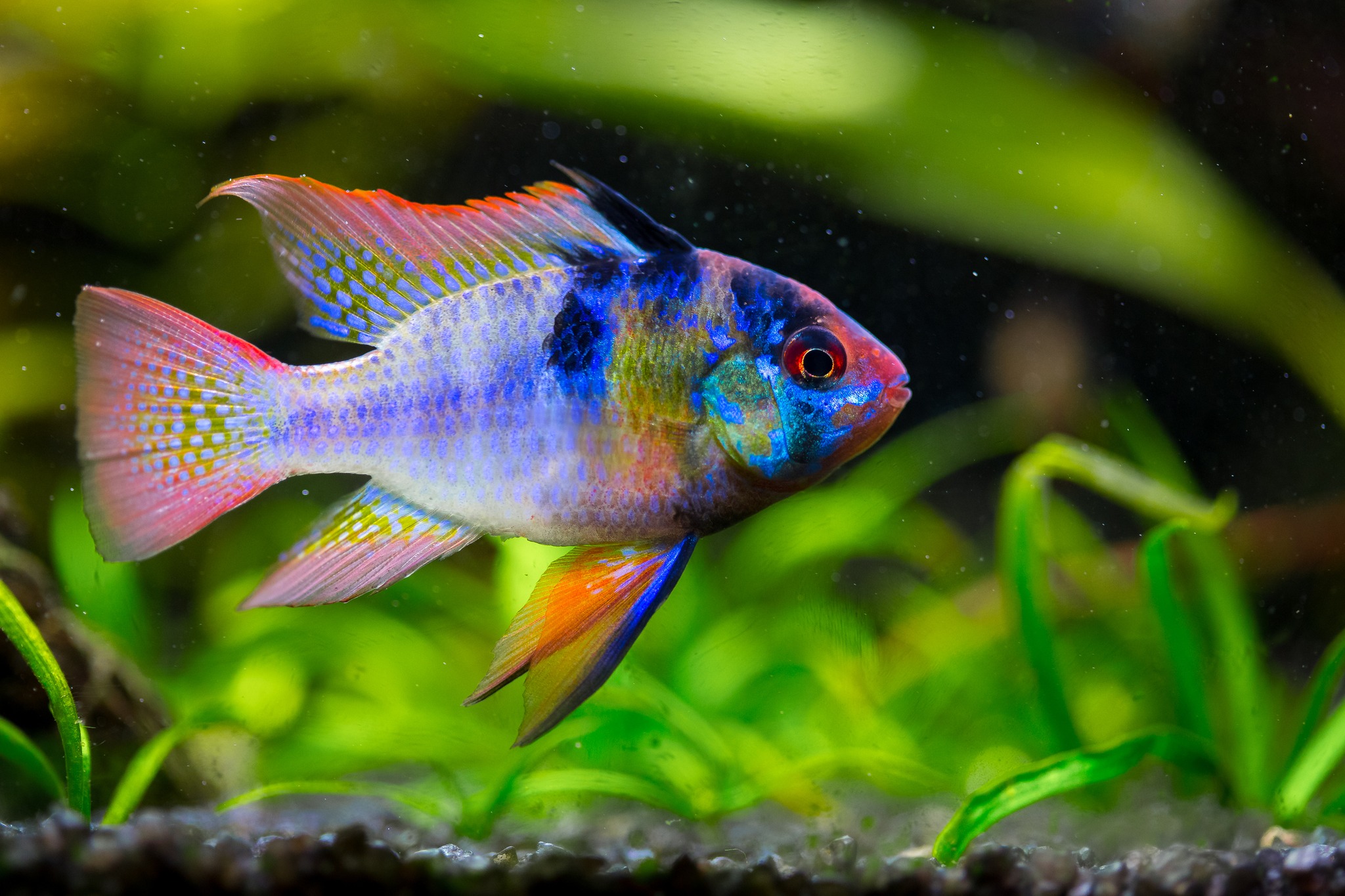Exotics Keeper - 🐟 FISH OF THE WEEK 🐟 Common Name: Ram or... | Facebook