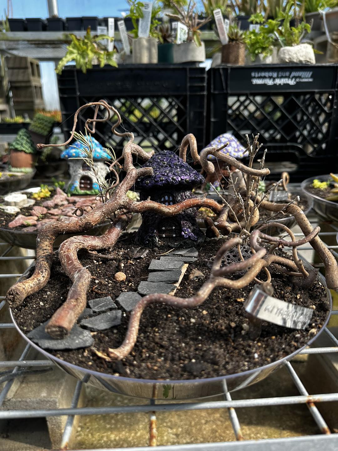 🧚‍♀️🍄 FAIRY GARDENS🌿🧚🏼‍♂️ How cute are... - USDB Sales Store