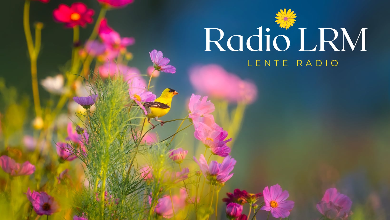 Radio LRM | Maaseik