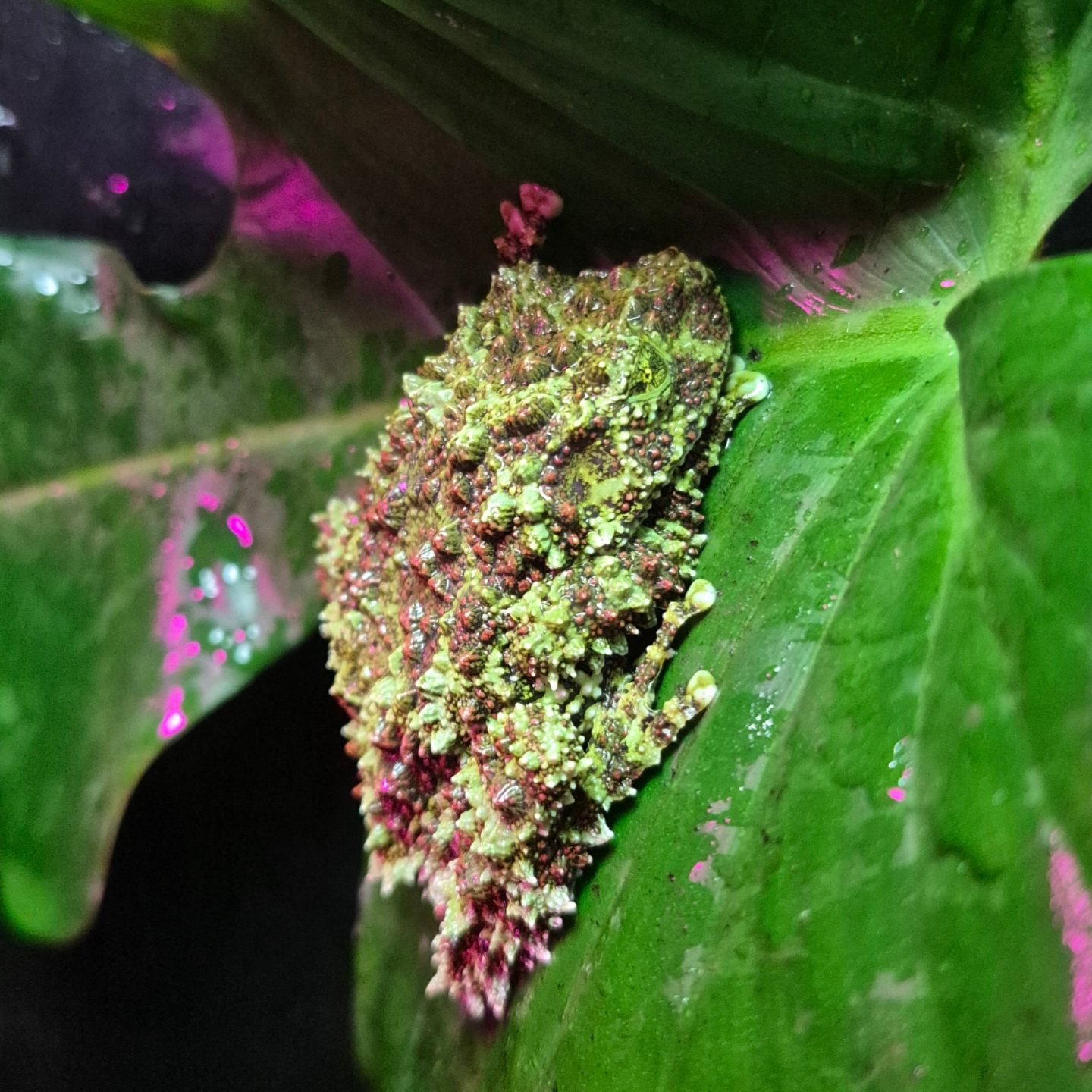 Did you know the mossy frog will curl into a ball and play dead