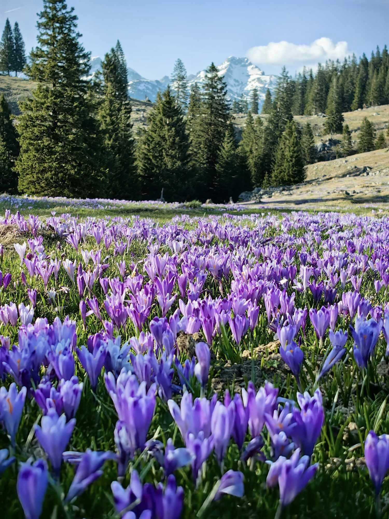 Neurje.si - Žafrani na Veliki planini 🪻 Miha Žvegelj 📸