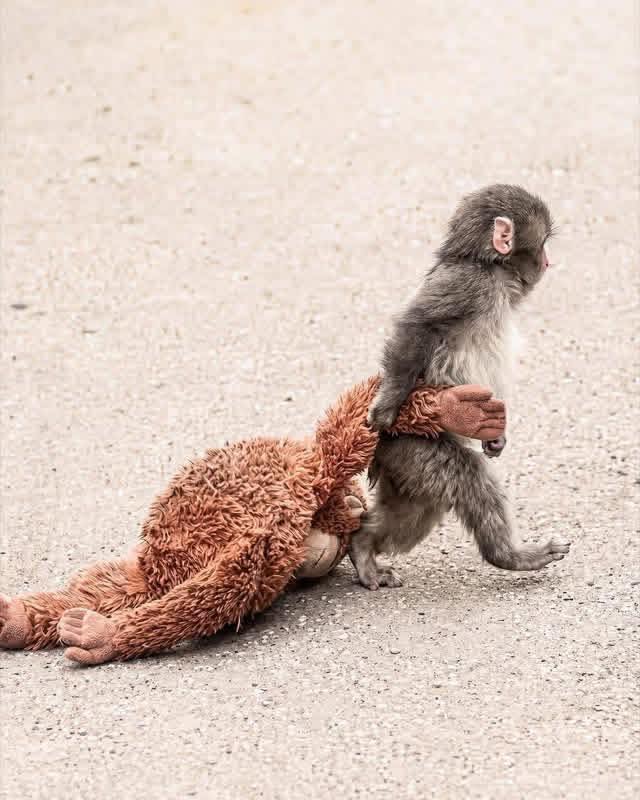 Punch's zoo shares photos from when he first arrived 7 months ago