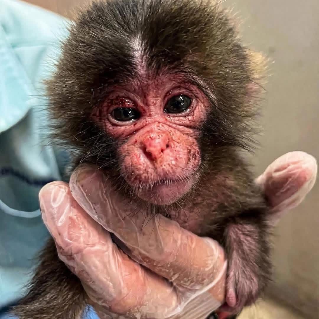 Punch's zoo shares photos from when he first arrived 7 months ago