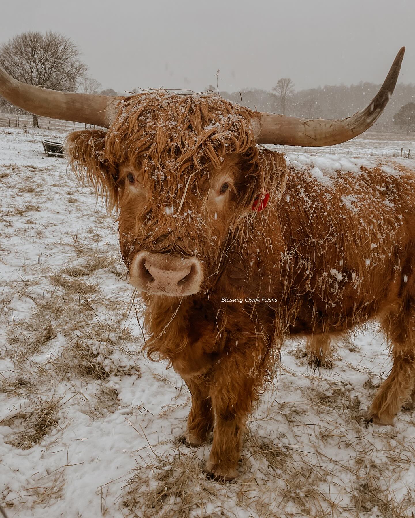 Scottish Highland Cows have thick, shaggy coats to protect them 