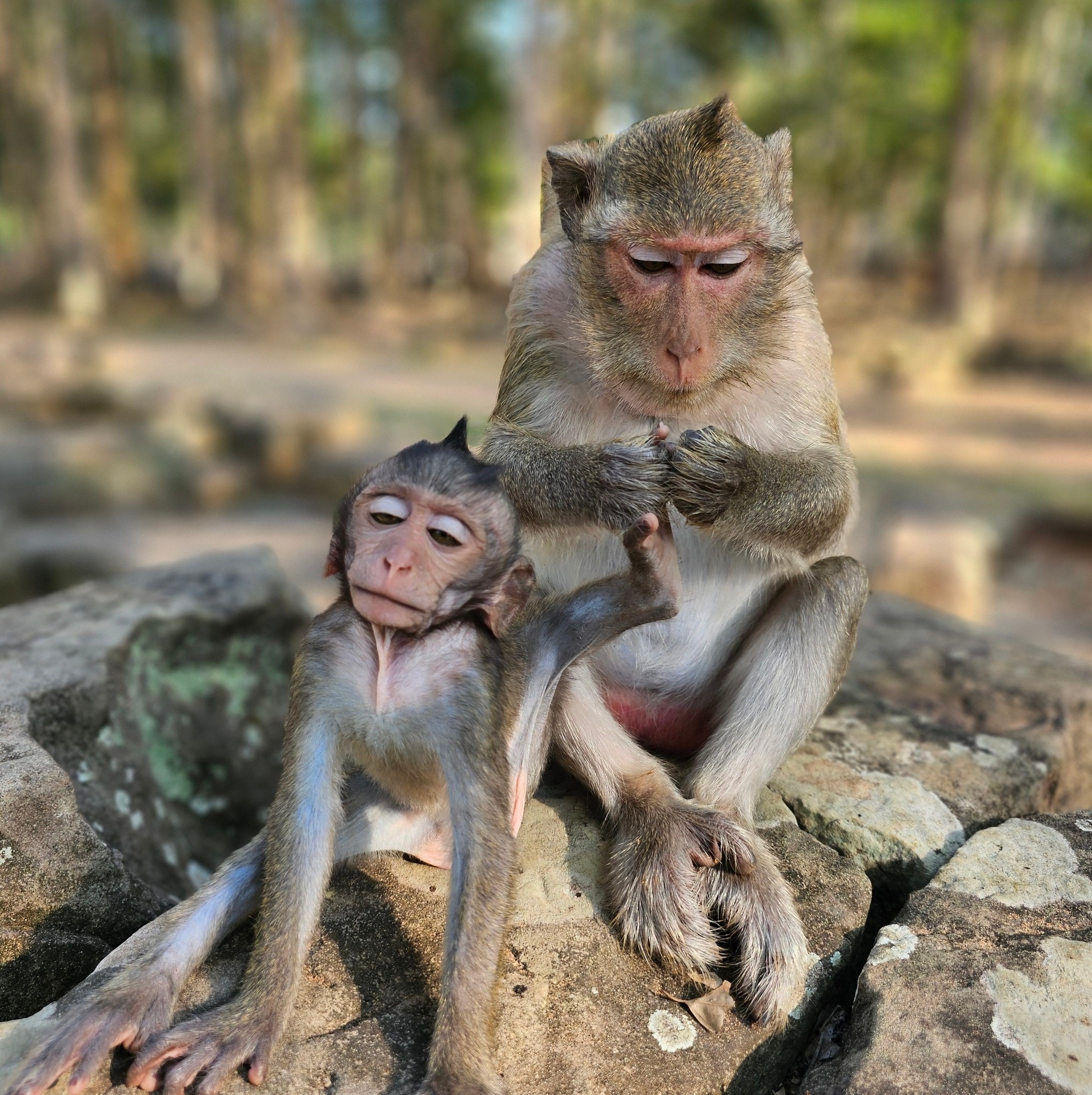 Wildlife Animals Update