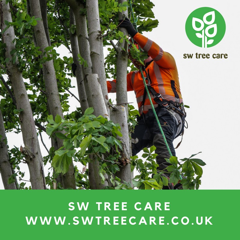 Image showcasing SW - SW Tree Care is your local tree care specialist! 🌳 . . 📞 01223 ...