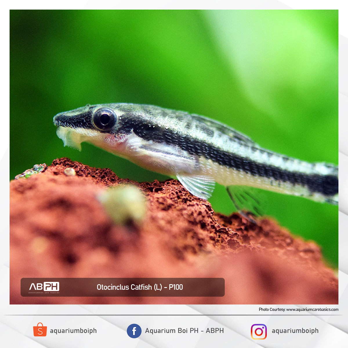 FAUNA UPDATED LIST!! 🐡 *See... - Aquarium Boi PH - ABPH