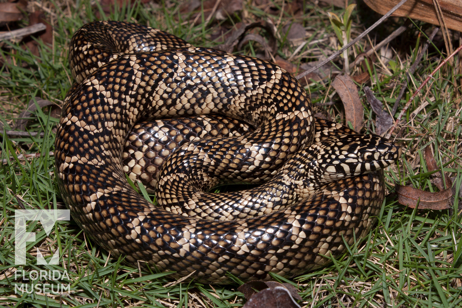 Saw this king snake on a hike in Black Bear, just outside Orlando.