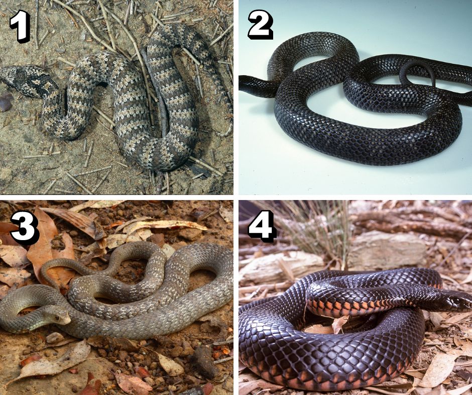 Queensland - Happy World Sssssnake Day 🐍 Can you name all four species ...
