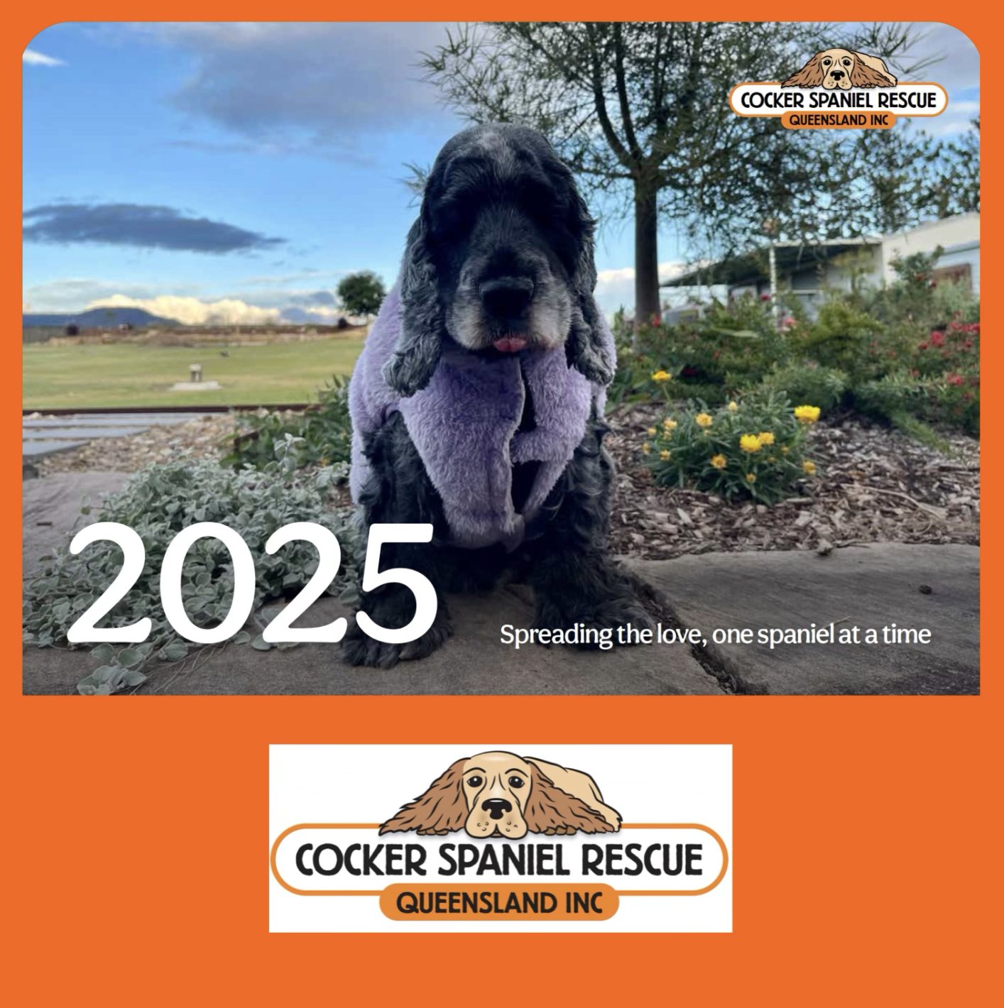 🐾 Spreading the love, one... - Cocker Spaniel Rescue QLD inc | Facebook