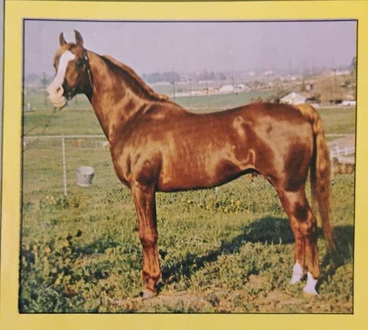 organ 写真集 LERTAZ (Alert x Ibryza) 1955 chestnut gelding and ZAIB (Zadir x