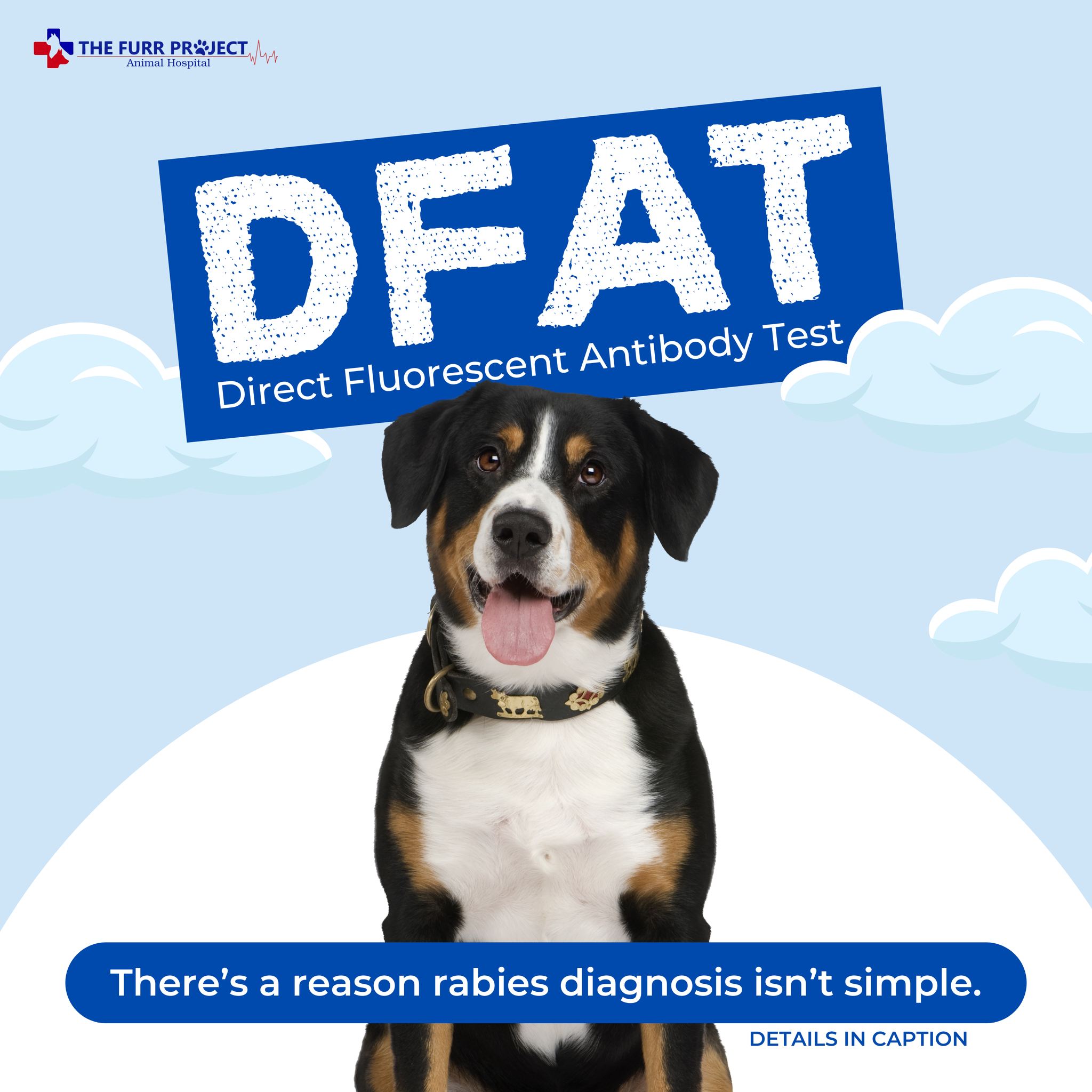 The Furr - ‼️Rabies is a serious disease—and diagnosing it isn’t as ...