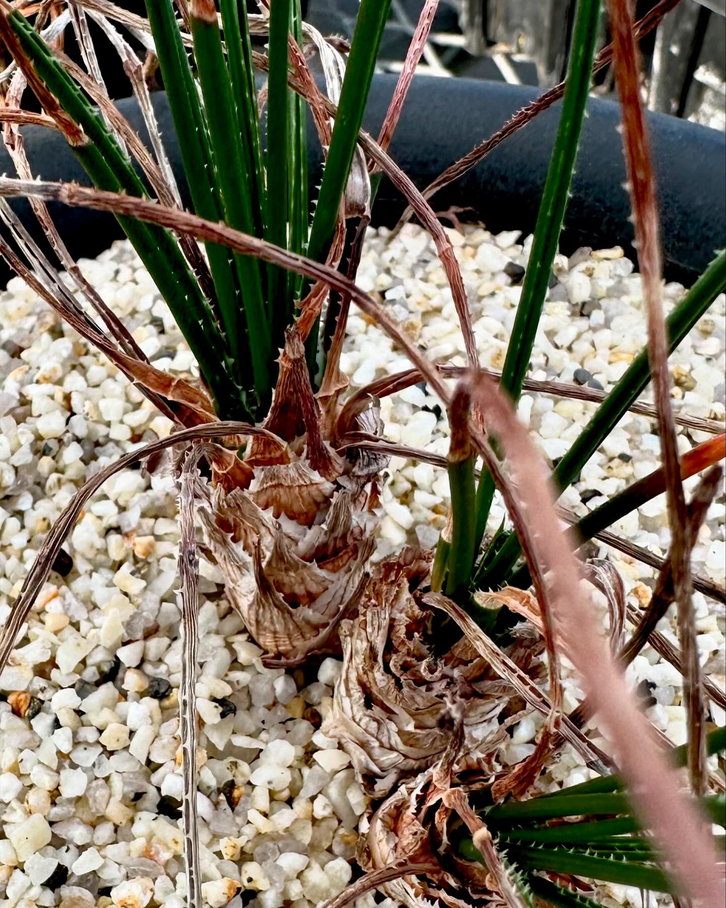 thoothyplants　コルトリリオイデス　3株 thoothyplants コルトリリオイデス 3株 thoothyplants コルトリリオ