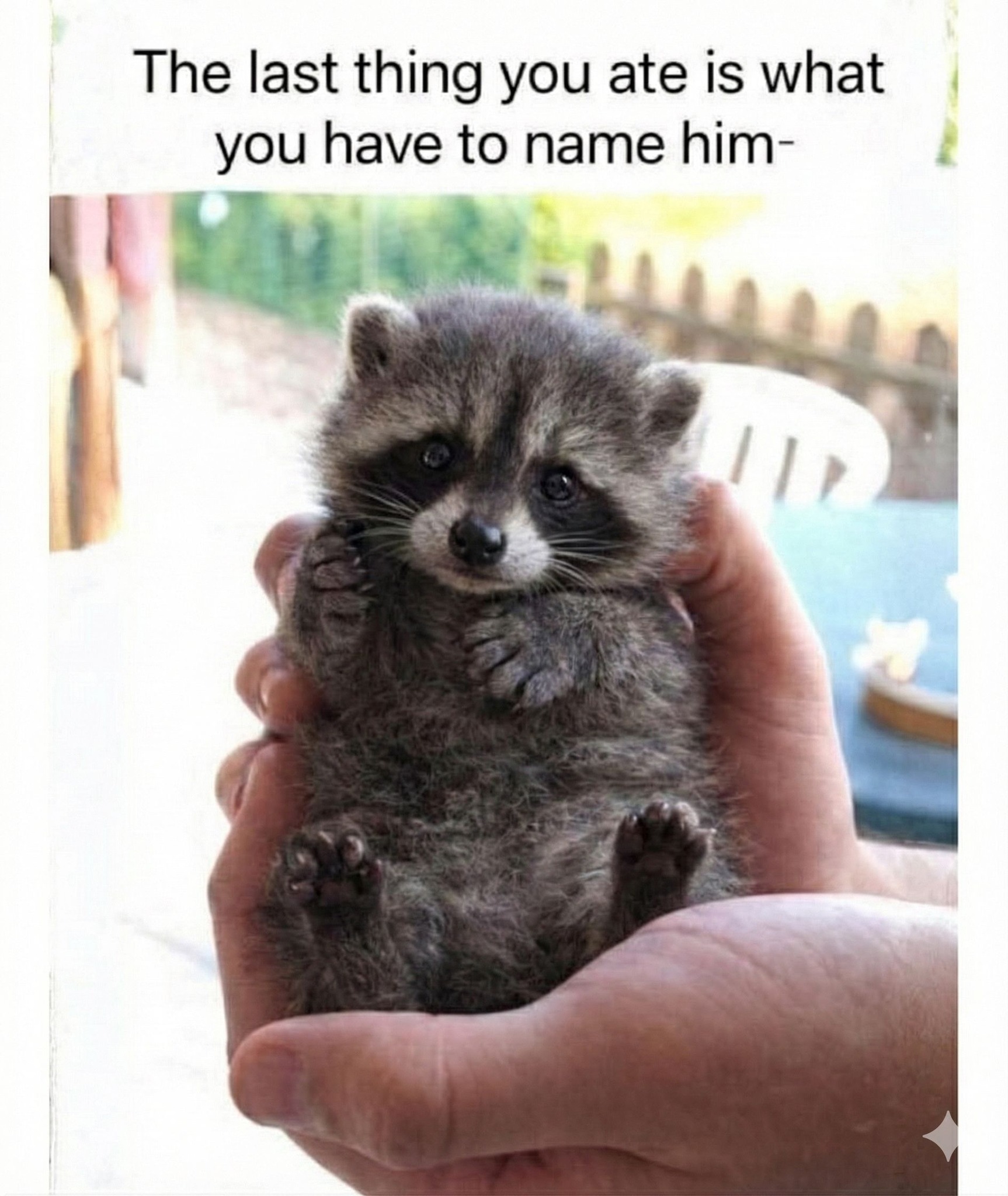 Raccoon - Say hello to my new pet, Iced Coffee | Facebook
