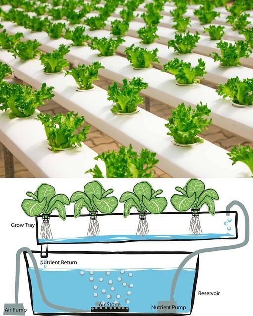 How To Make A DIY Hydroponics... - Tip For Agriculture | Facebook