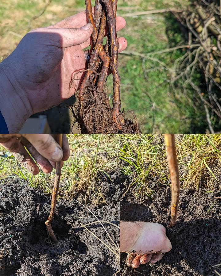 Allotment Life - How to plant bare-root raspberries and... | Facebook