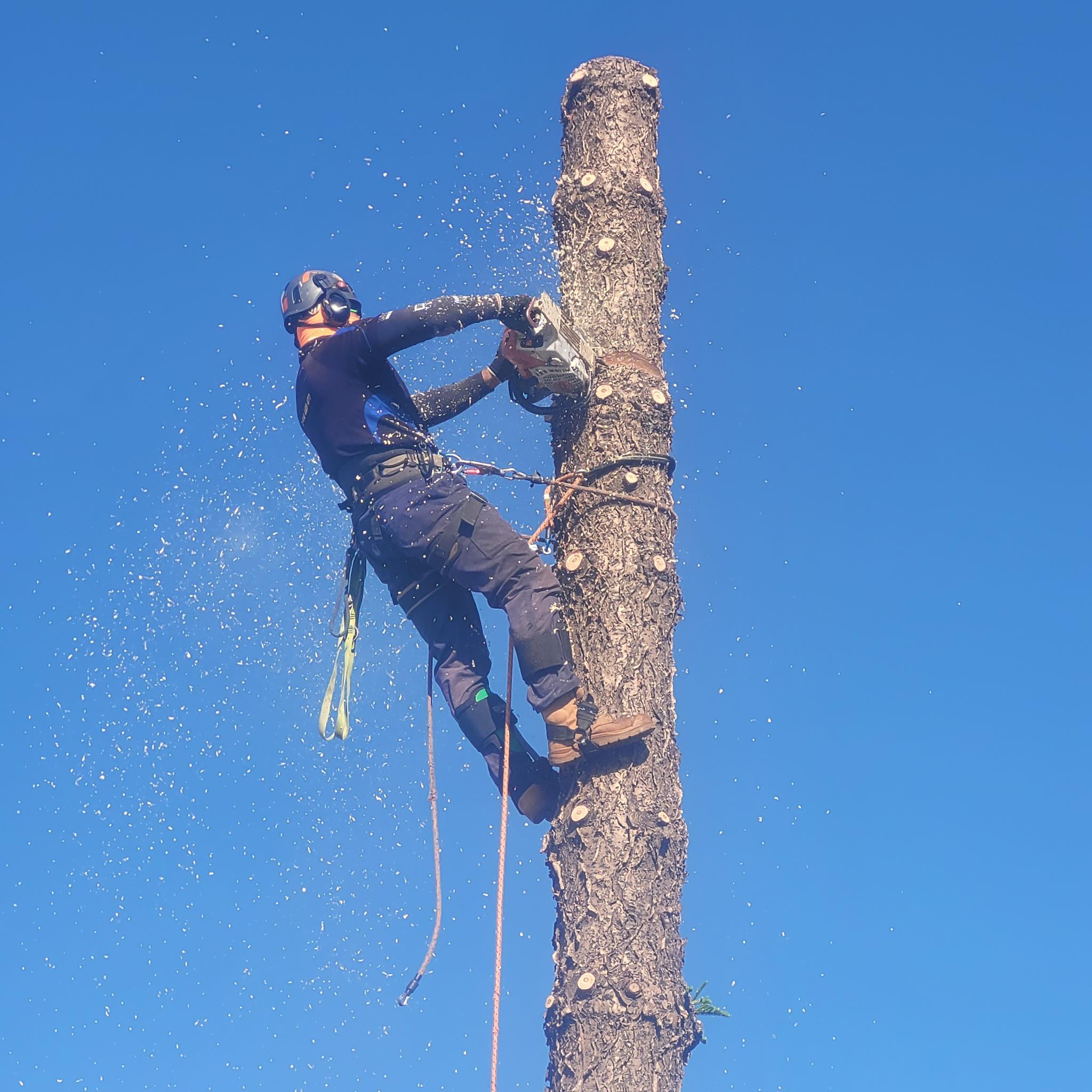 Sam & Son's Tree Services