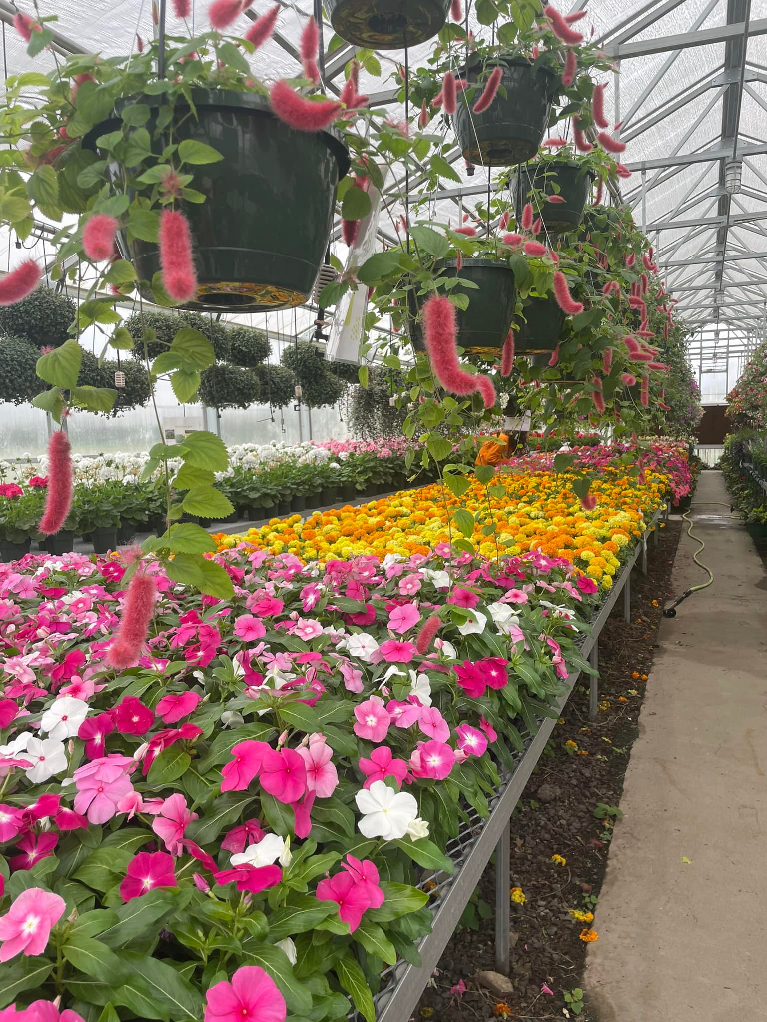 Here's a sneak peak of our... - Lebanon FFA Greenhouse | Facebook
