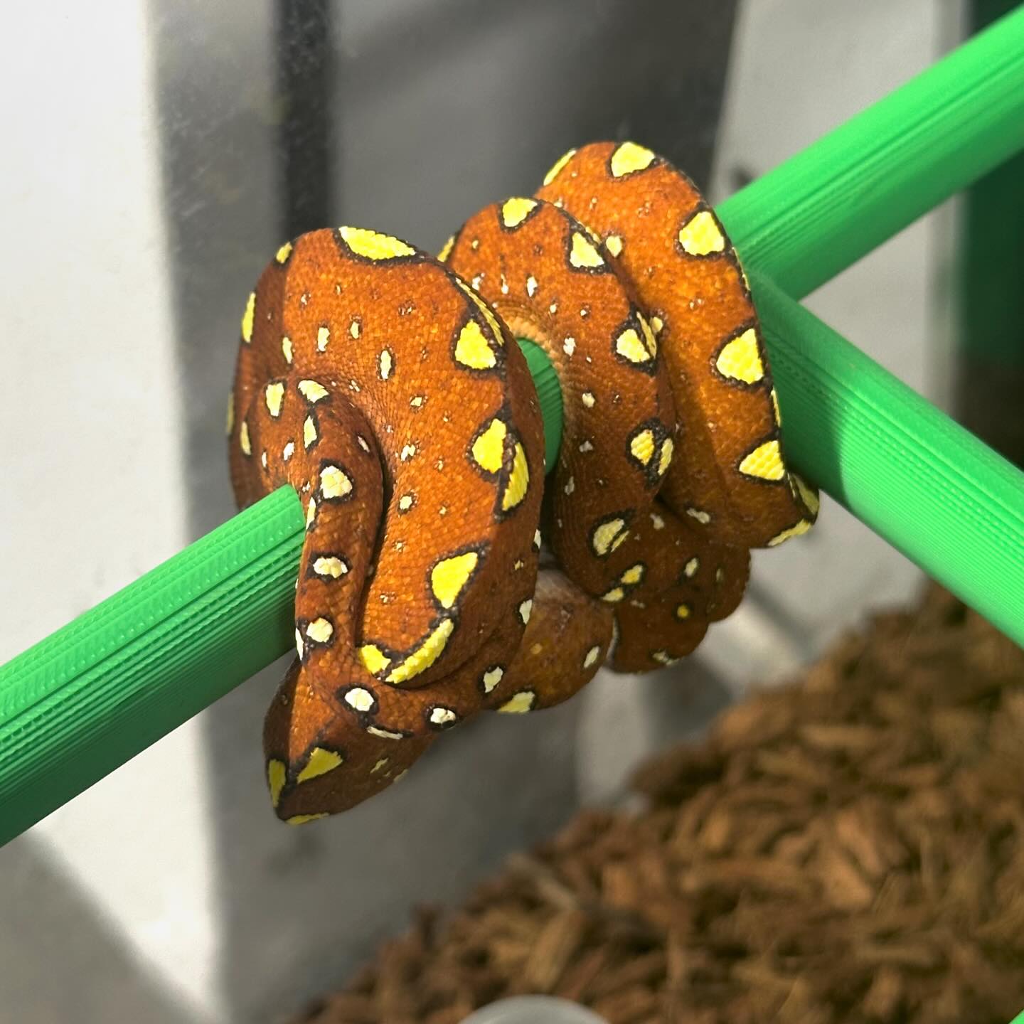 LAB Exotics - PH.23.32 F1 Biak starting the SLOW process...