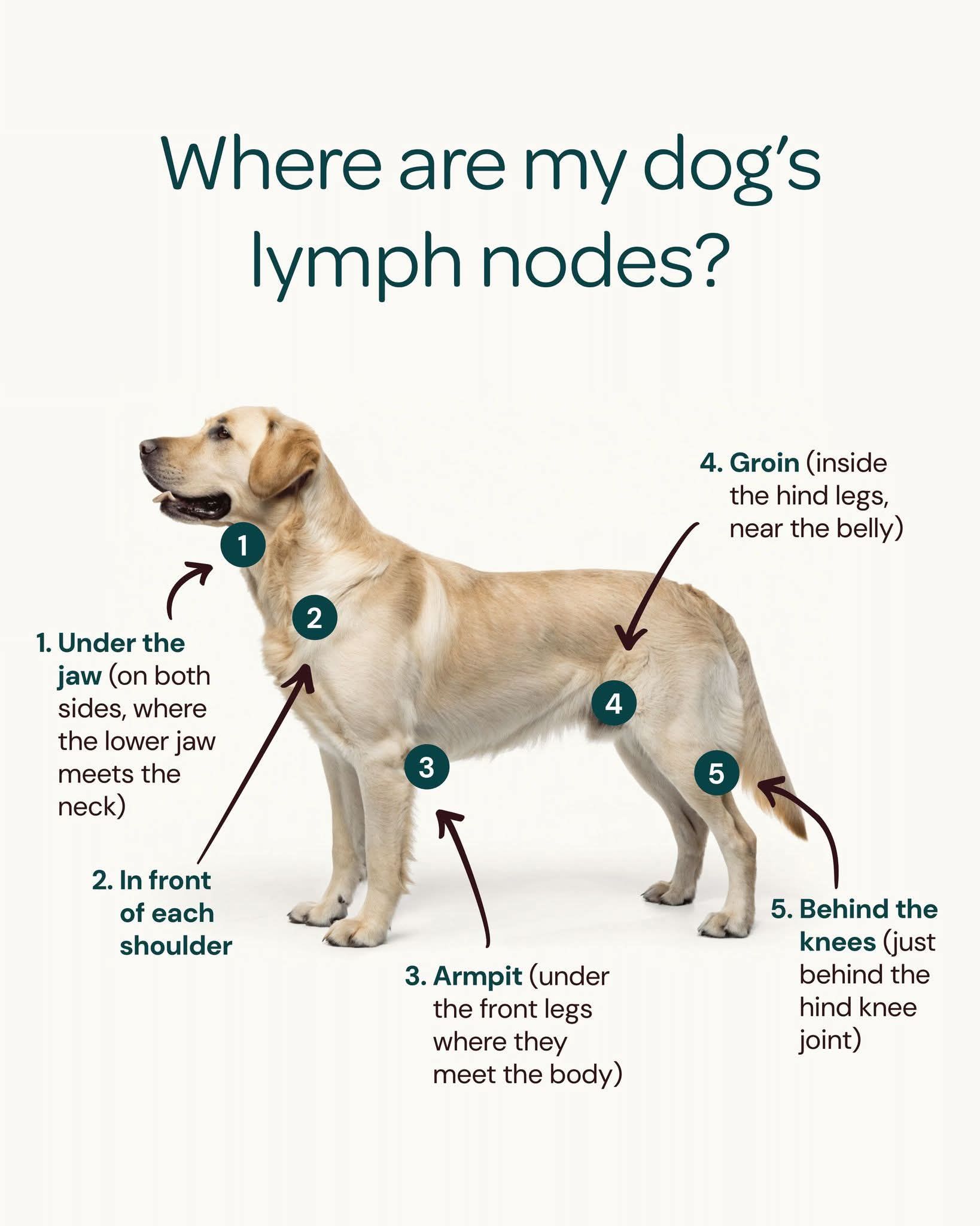 Curated visual reference: Visual Reference: Medivet Lymphoma In Dogs Cats And What To Look For