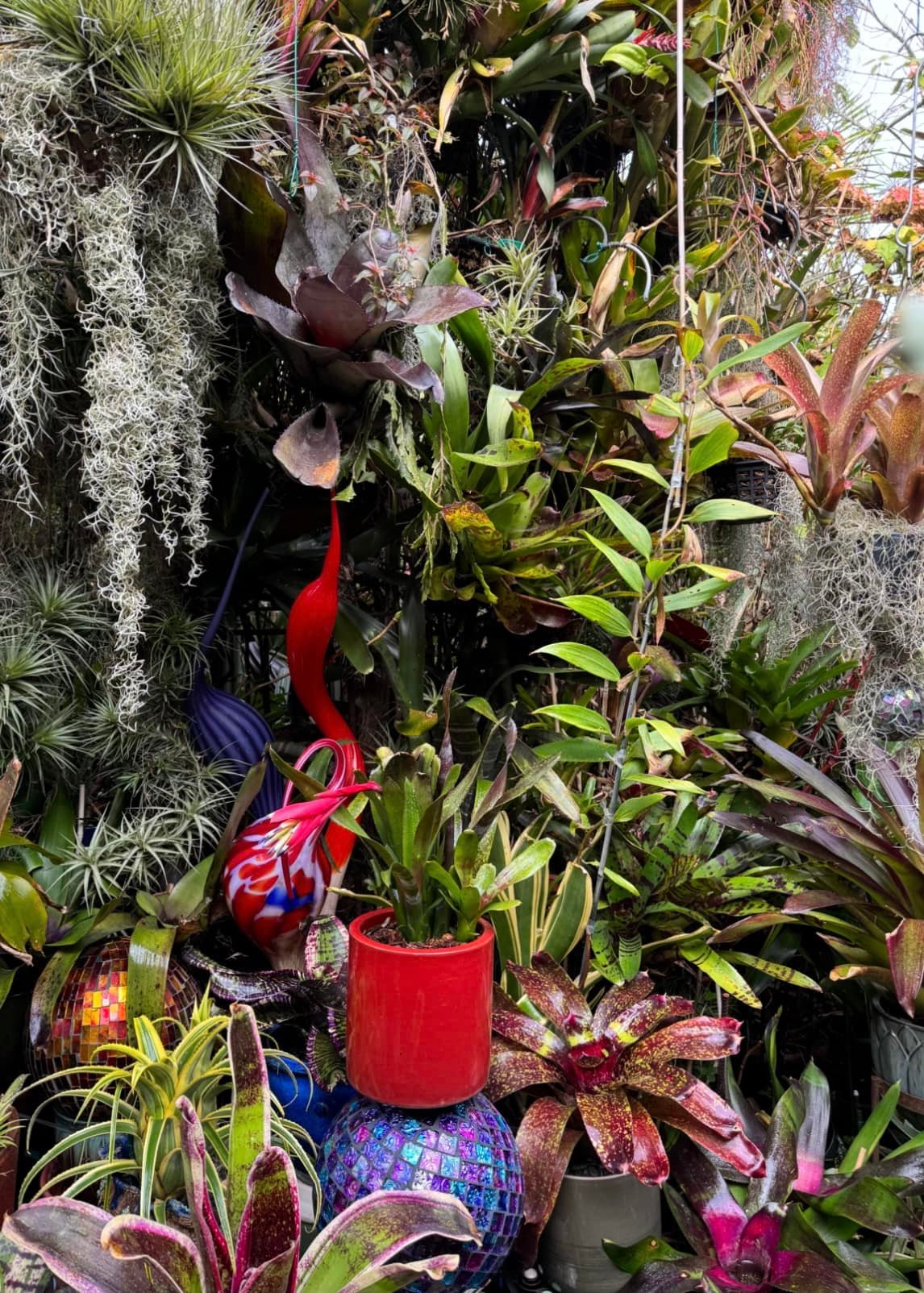 Billbergia 'Aubergine' bromeliad blooms with red bracts and purple