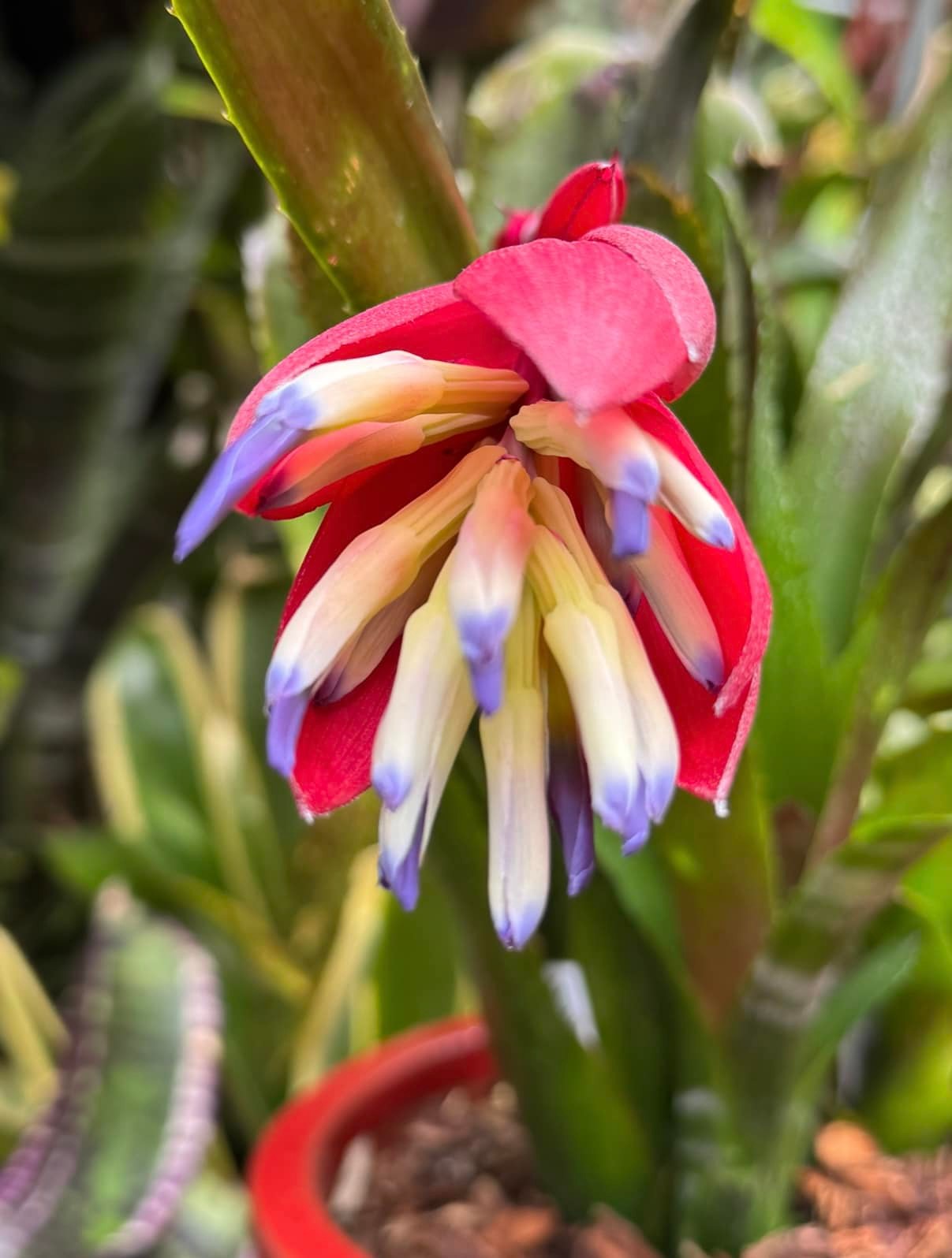 Billbergia 'Aubergine' bromeliad blooms with red bracts and purple