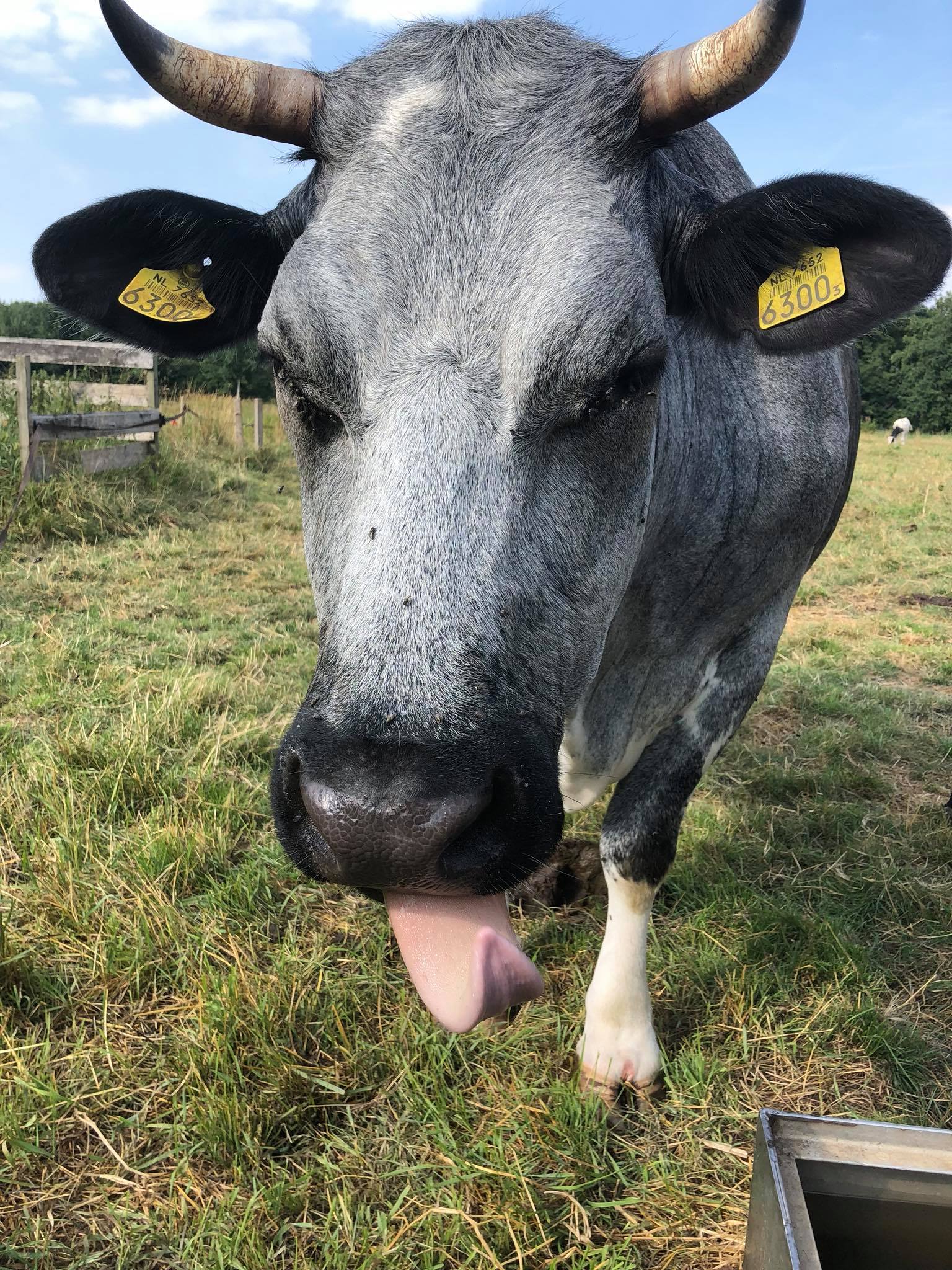 Onze dieren kunnen flink... - Kinderboerderij De Blijde Wei