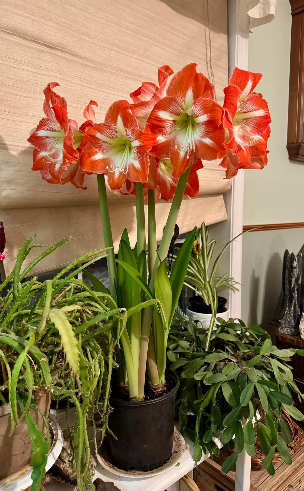 Huge amaryllis cluster in full bloom