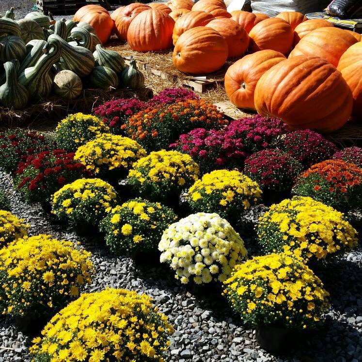 Davids Nursery & Farm Market Seymour TN