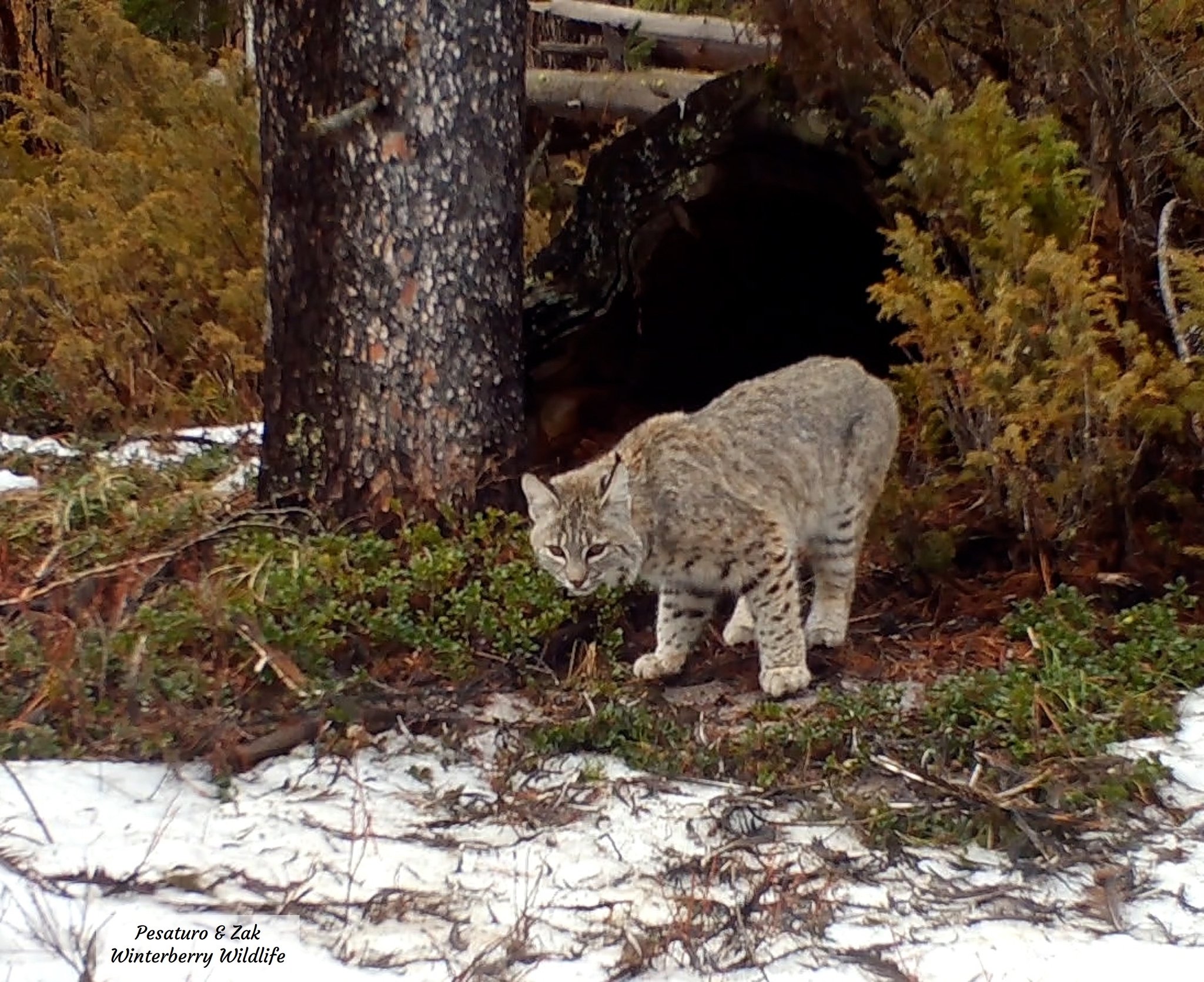 Winterberry Wildlife Cams... - Winterberry Wildlife Cams