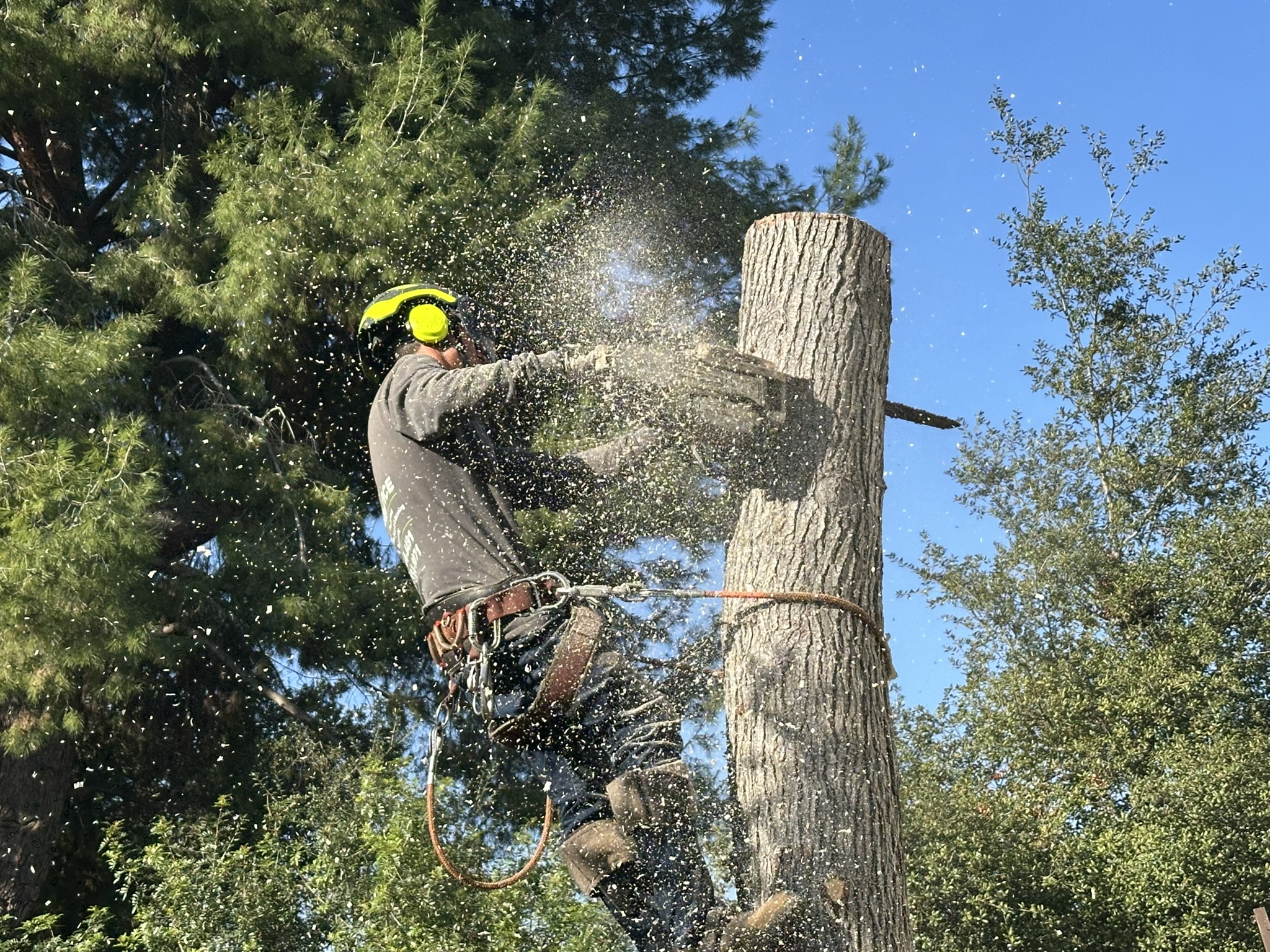 Alex Tree Service.