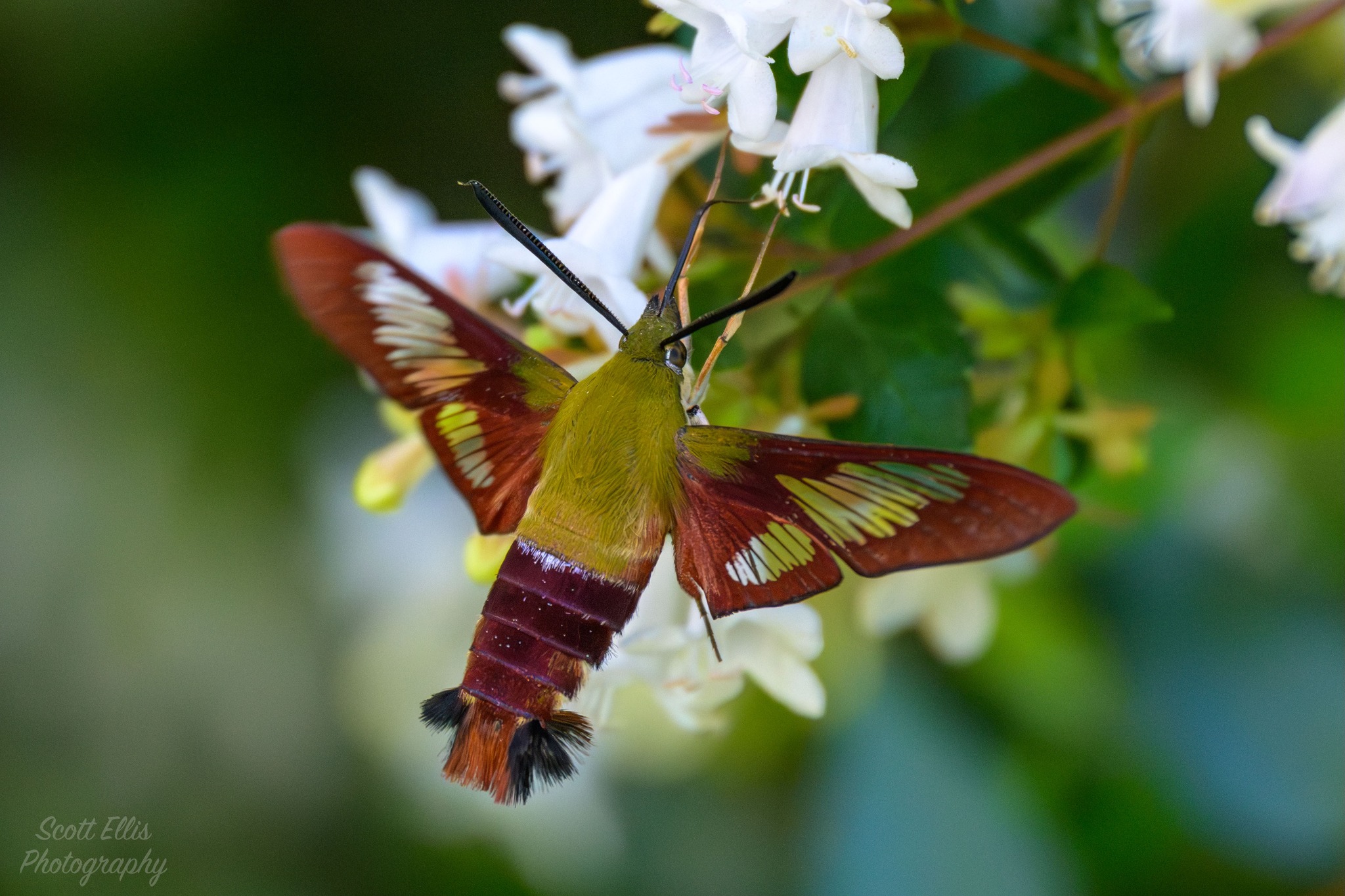 Clear wing moth on the butterfly bush. Looks like a couple of