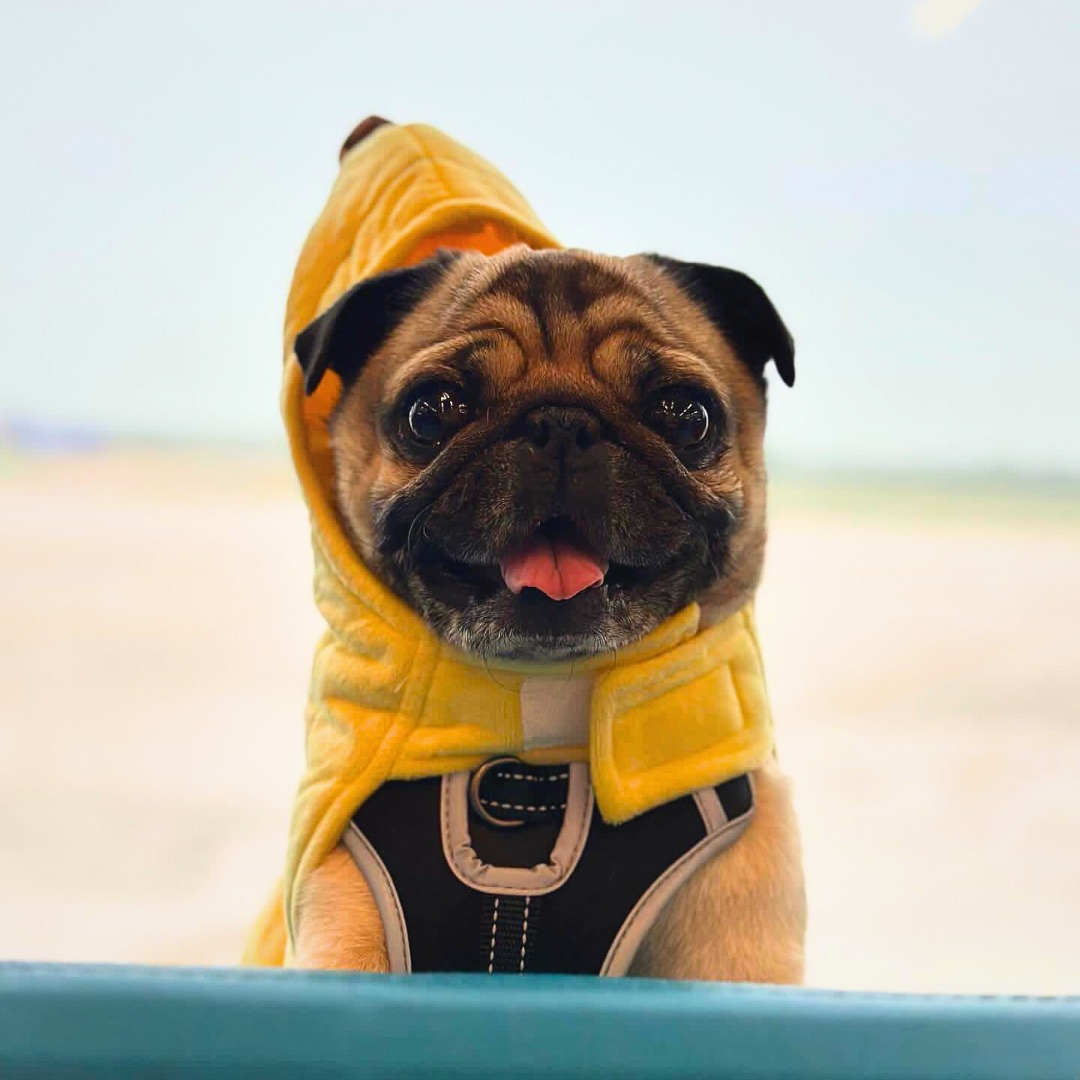 Pug in banana costume at Austin airport