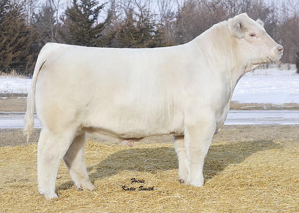 Genesource - TR Mr Diablo 2742Z An exciting new sire we have. Thus ...