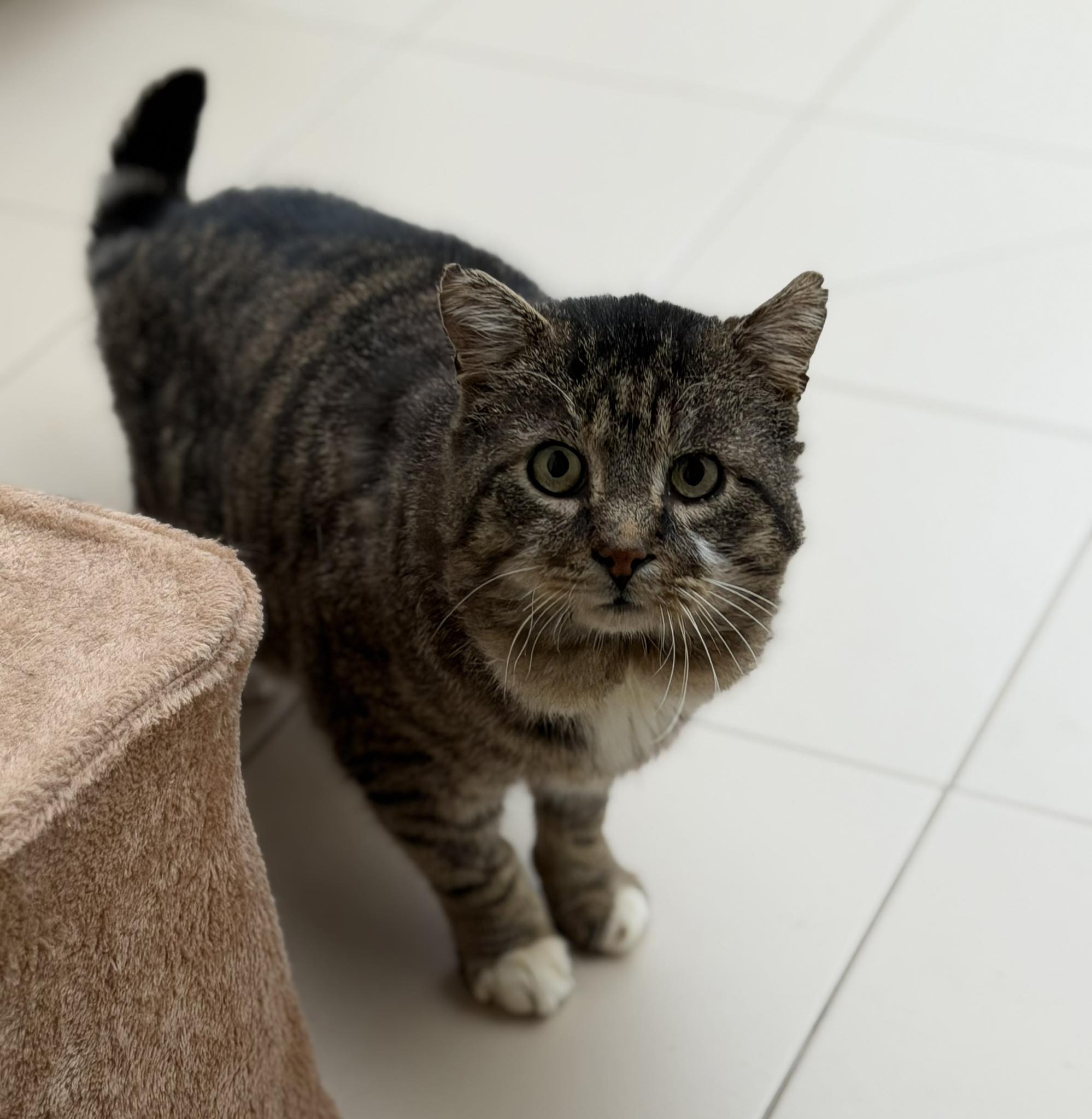 La - [ADOPTÉ] Léo, 10 ans, grand expert en siestes et petit cœur ...