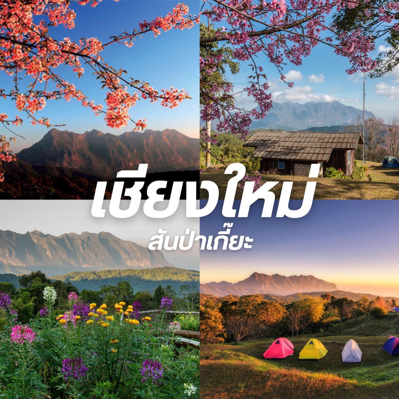 เทรนเนอร์พาเที่ยว - ทริปสันป่าเกี๊ยะช่วงดอกพญาเสือโคร่ง 🌸 📍17-18 มกราคม